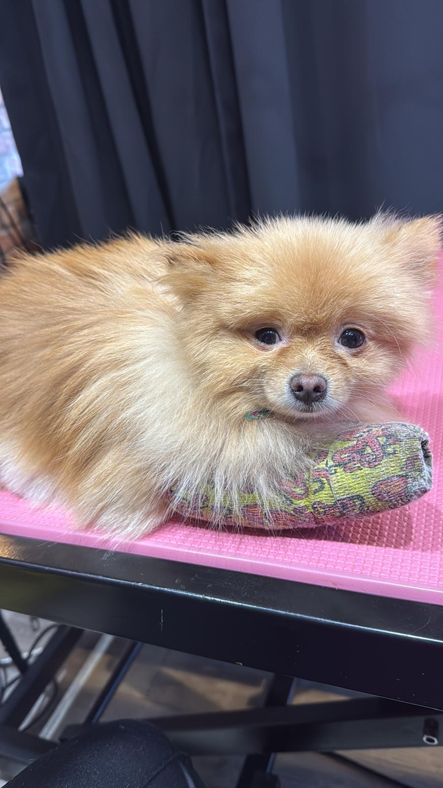 Happy dog freshly groomed at Pink Dog salon