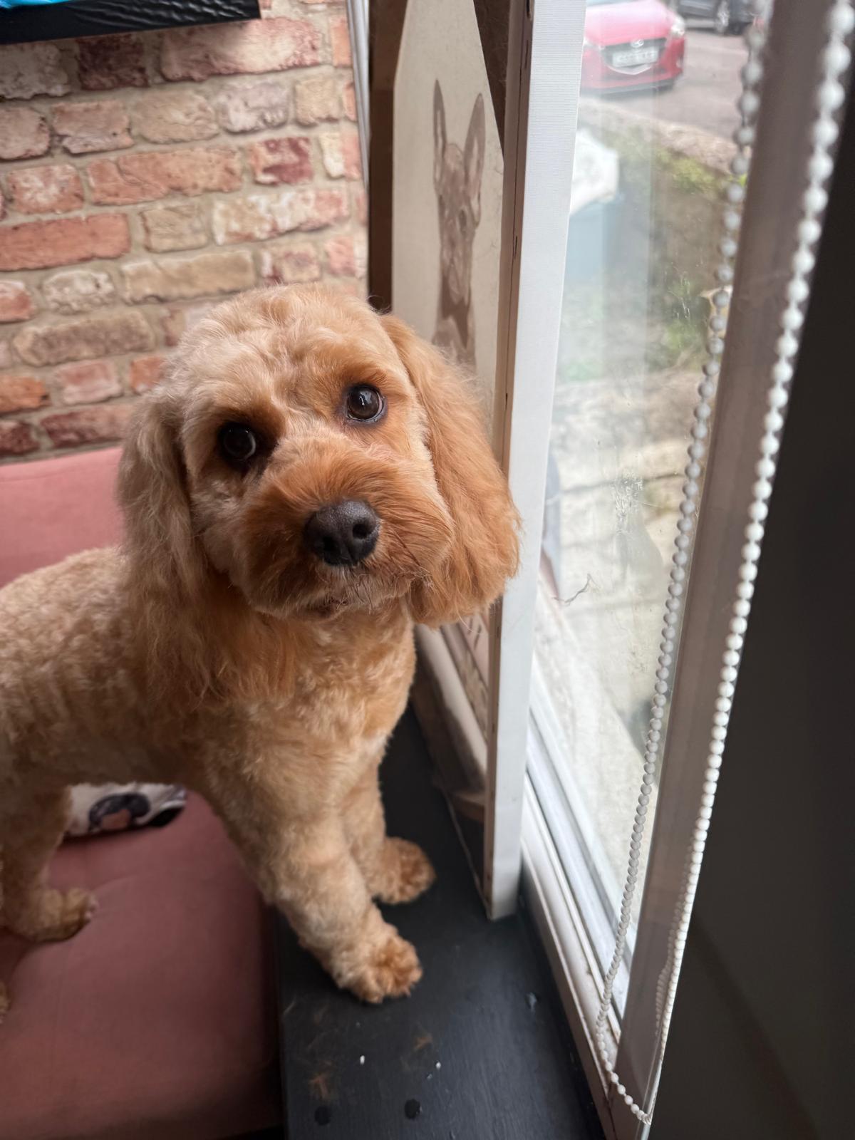 Happy dog freshly groomed at Pink Dog salon