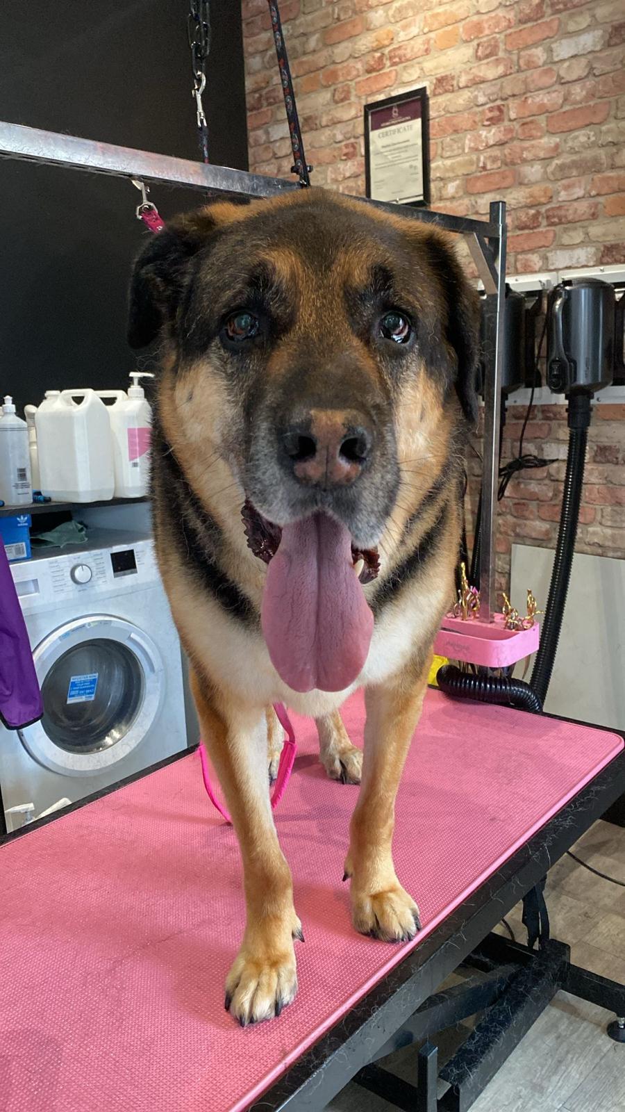 Happy dog freshly groomed at Pink Dog salon
