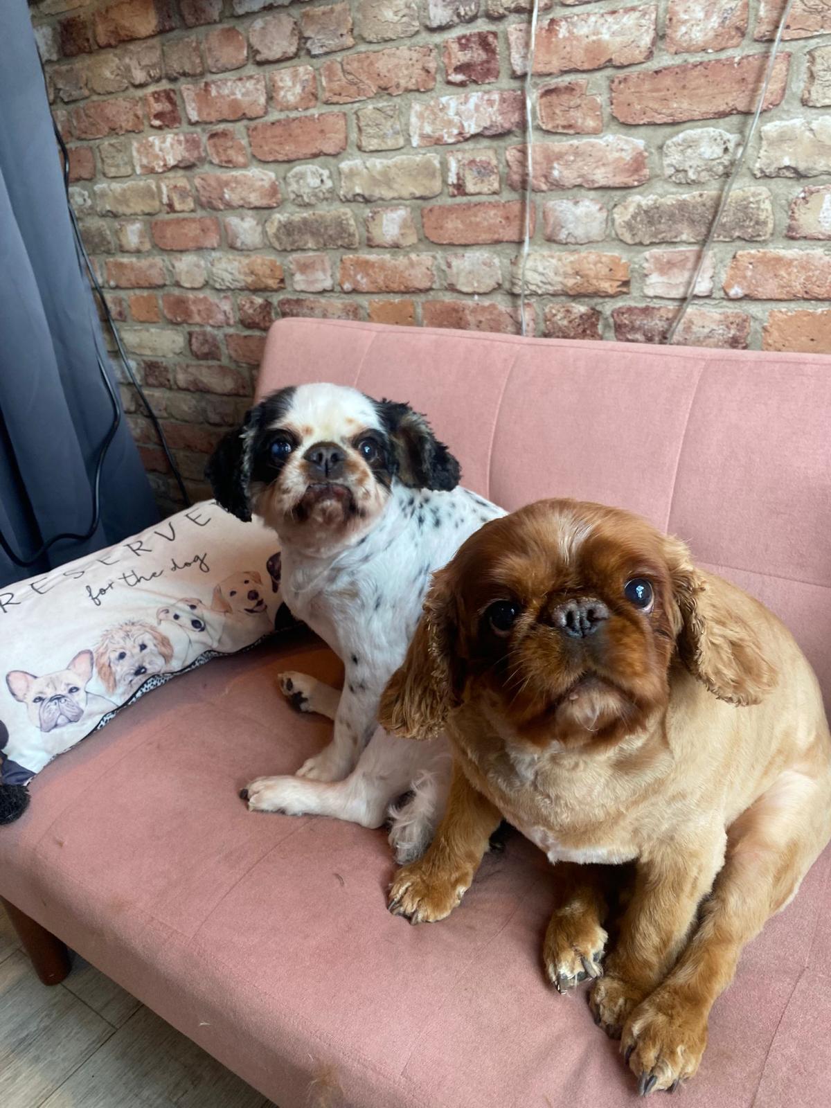 Happy dog freshly groomed at Pink Dog salon