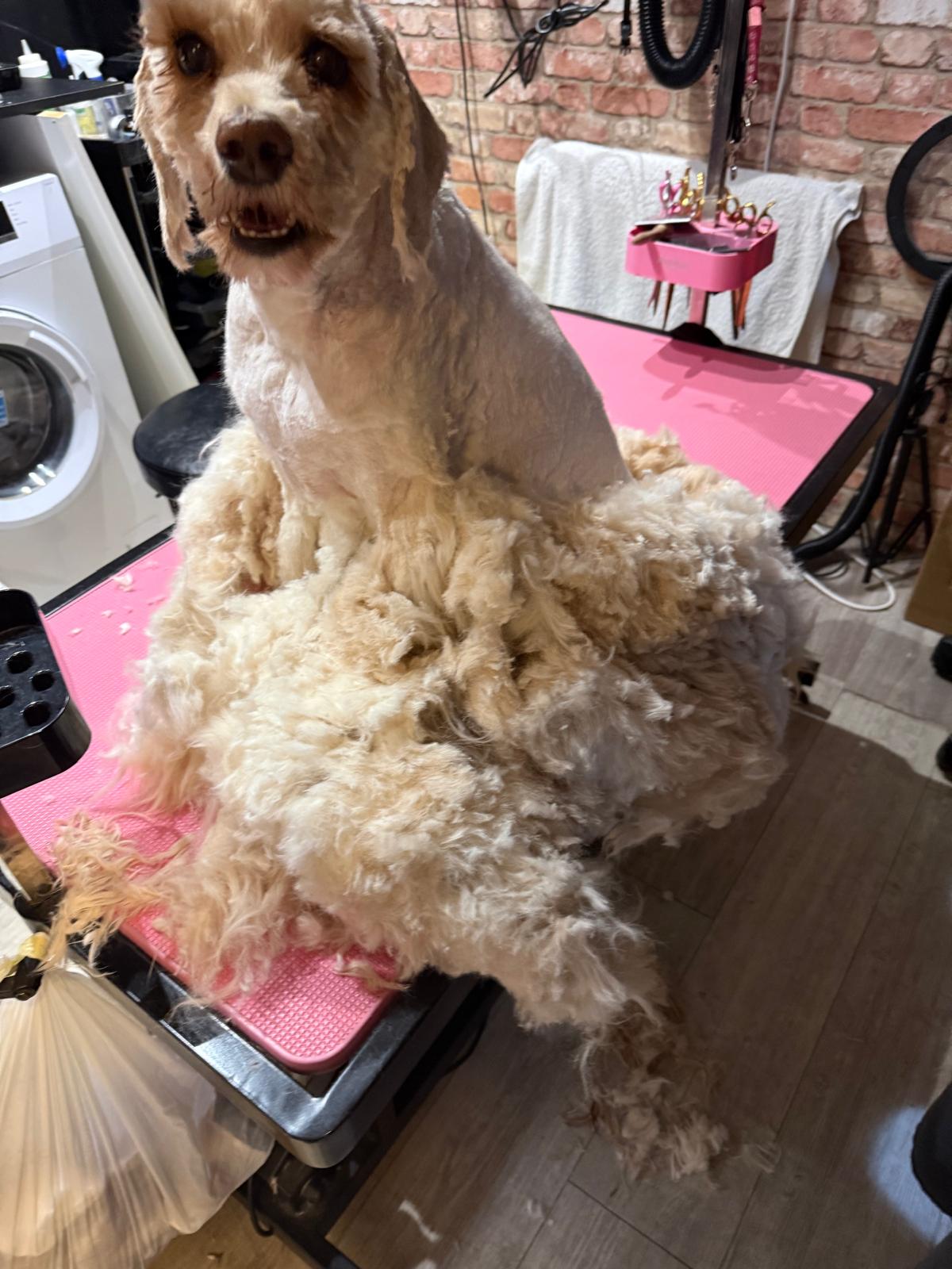 Happy dog freshly groomed at Pink Dog salon
