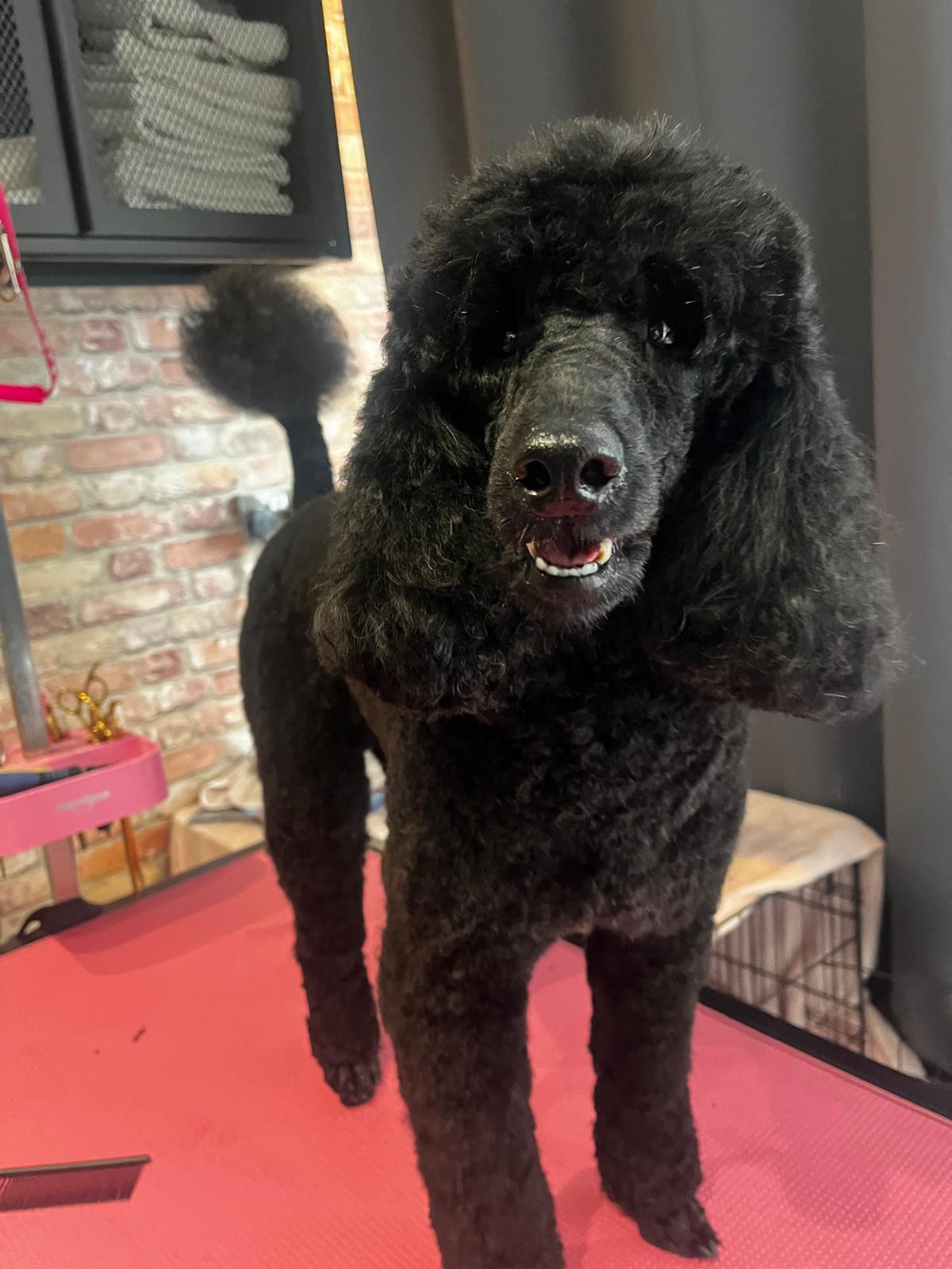 Happy dog freshly groomed at Pink Dog salon