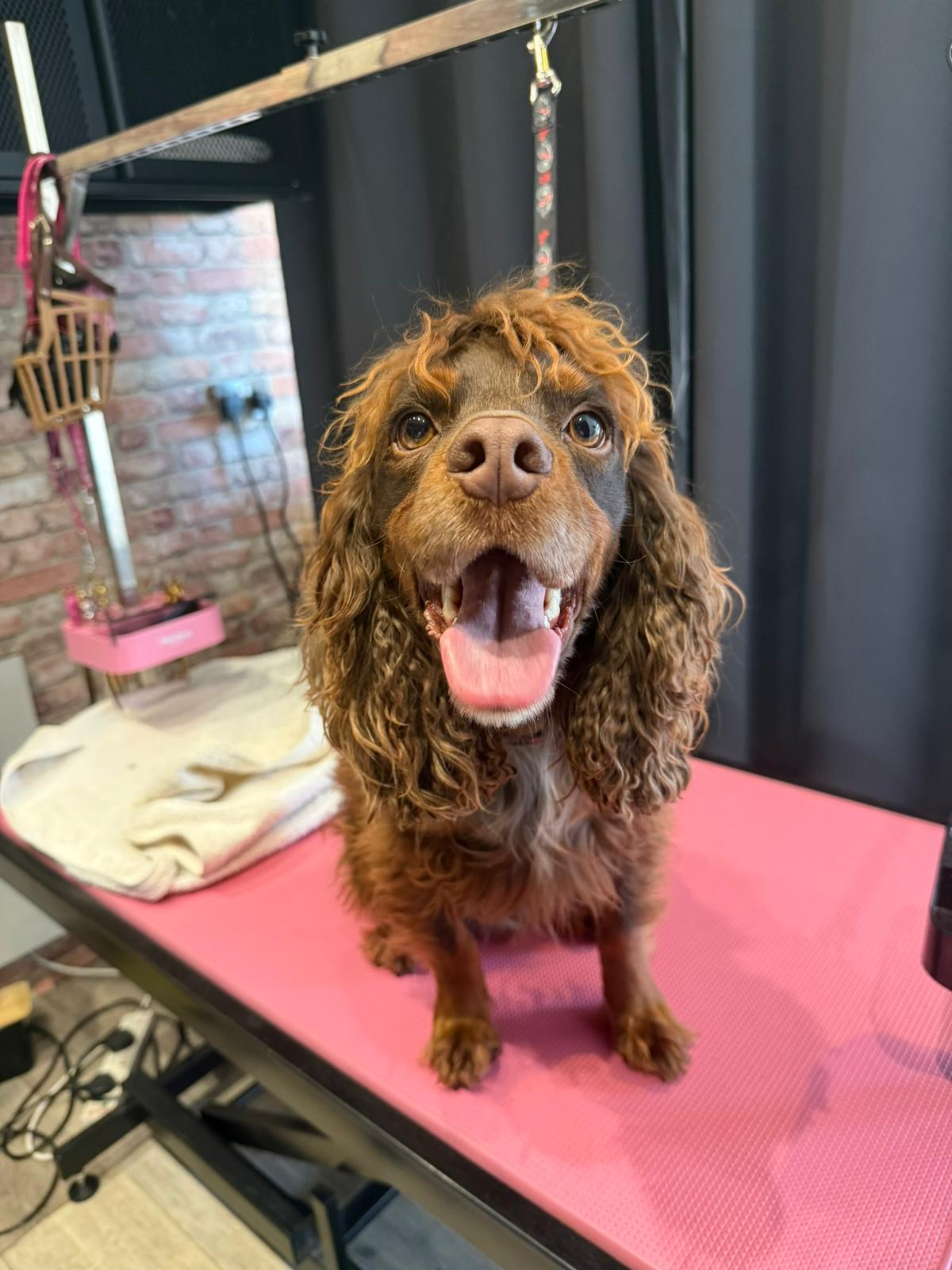 Happy dog freshly groomed at Pink Dog salon