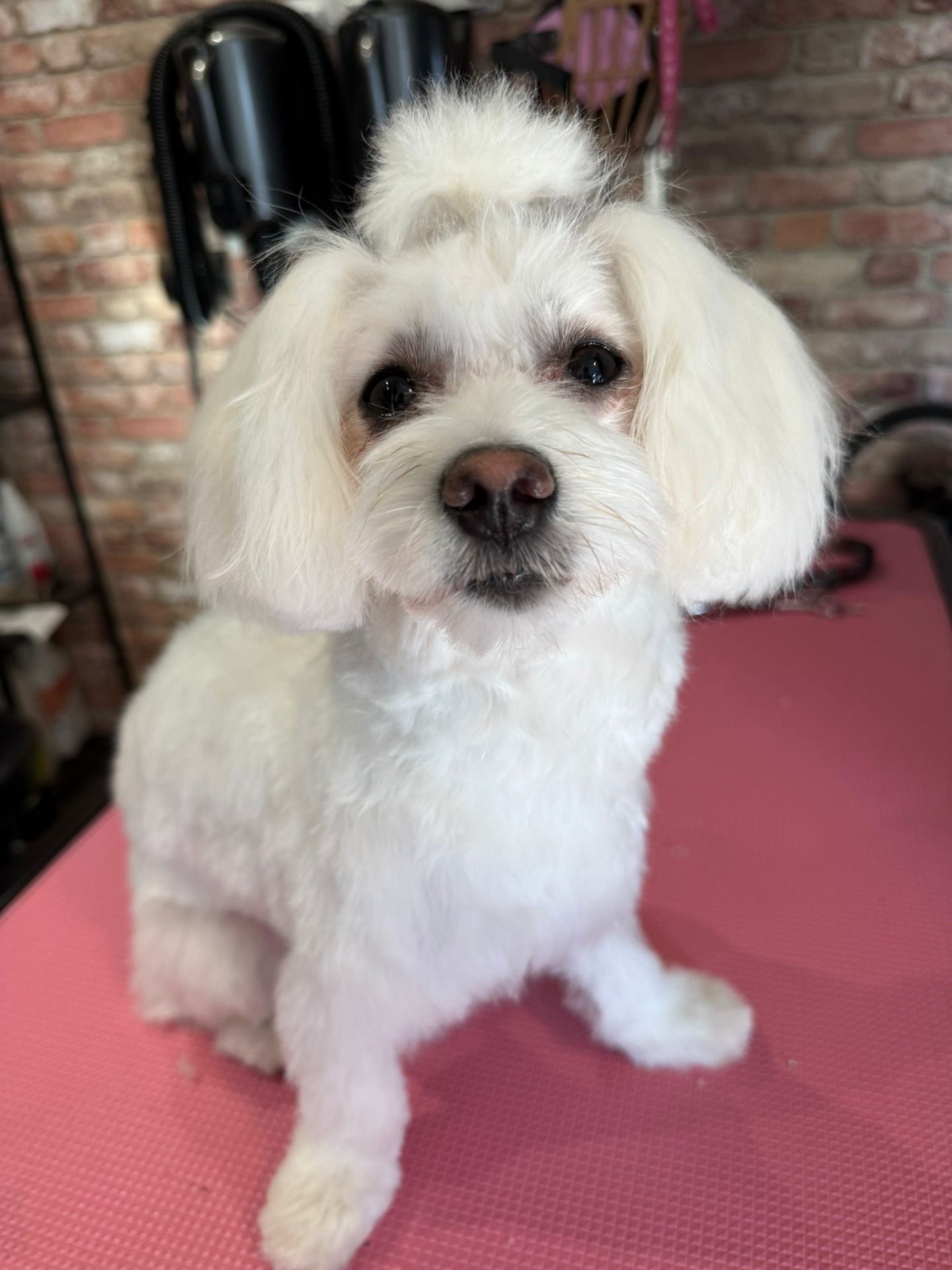 Happy dog freshly groomed at Pink Dog salon