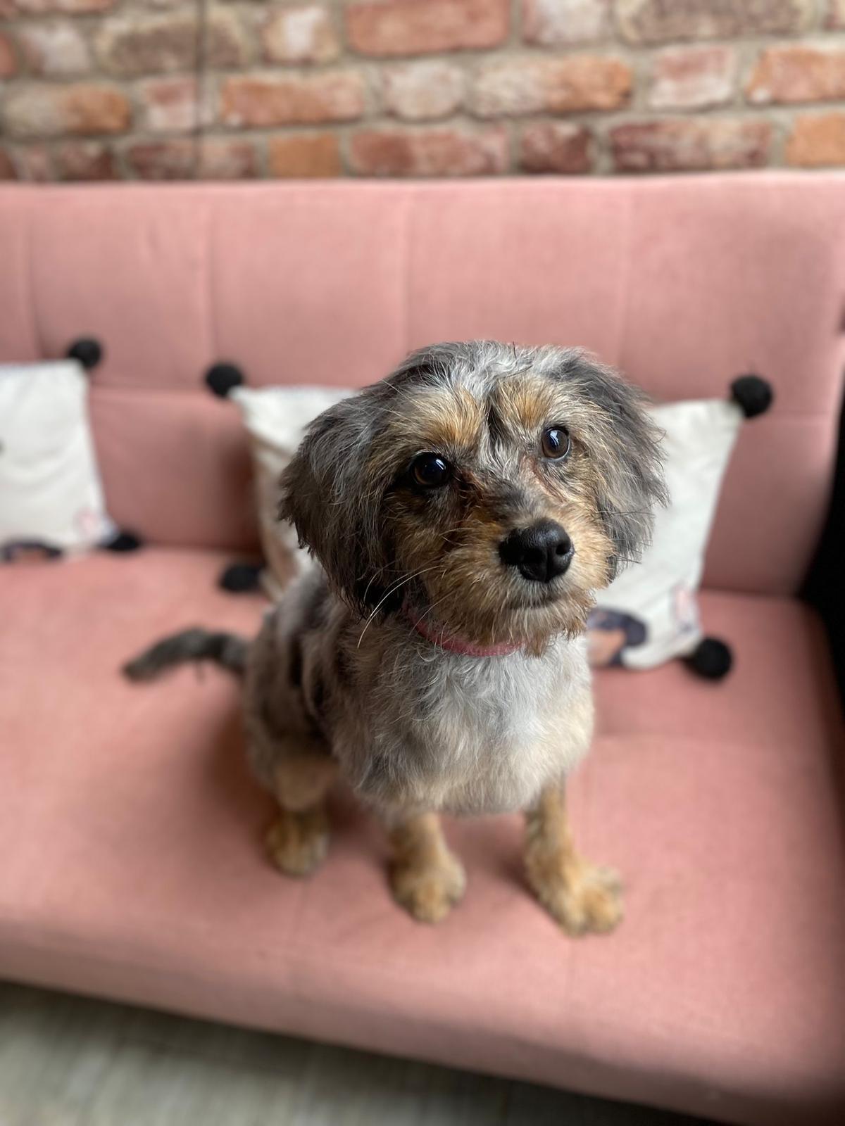 Happy dog freshly groomed at Pink Dog salon