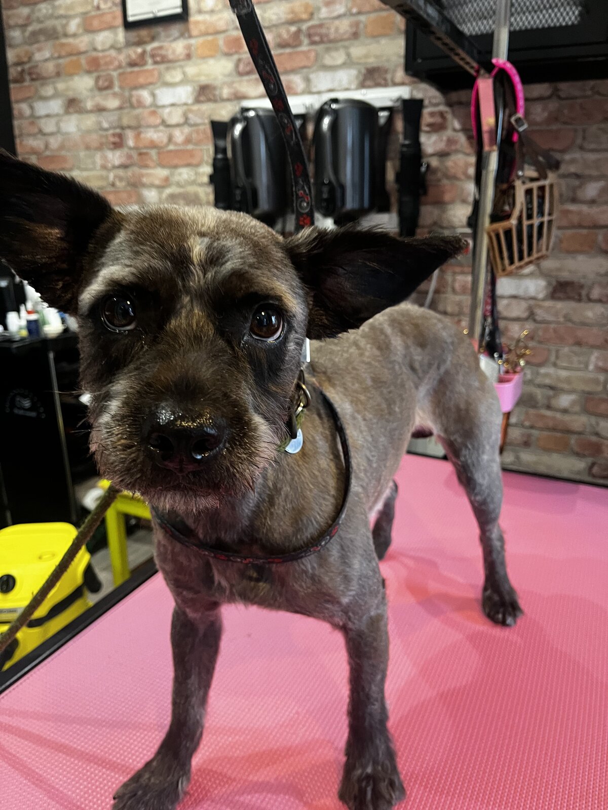 Happy dog freshly groomed at Pink Dog salon