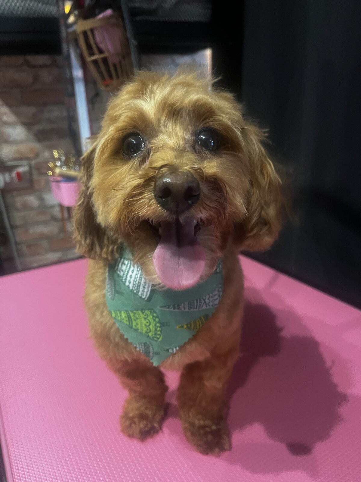 Happy dog freshly groomed at Pink Dog salon