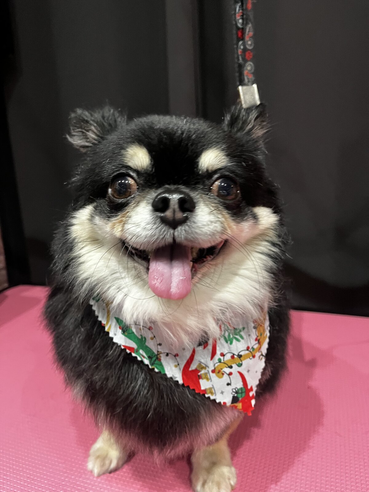 Happy dog freshly groomed at Pink Dog salon