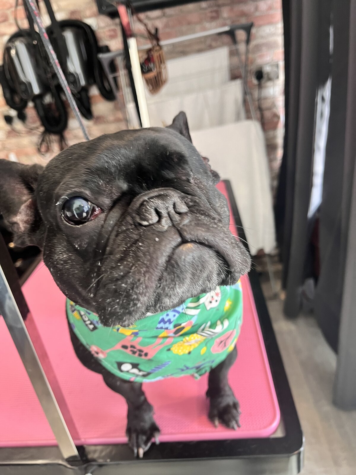 Happy dog freshly groomed at Pink Dog salon