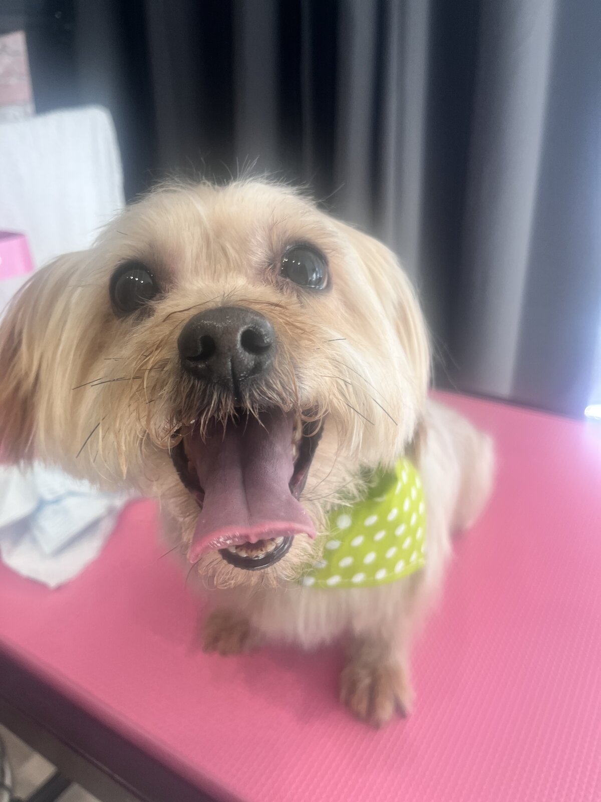 Happy dog freshly groomed at Pink Dog salon
