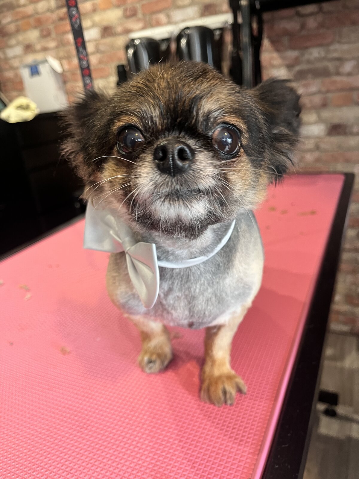 Happy dog freshly groomed at Pink Dog salon