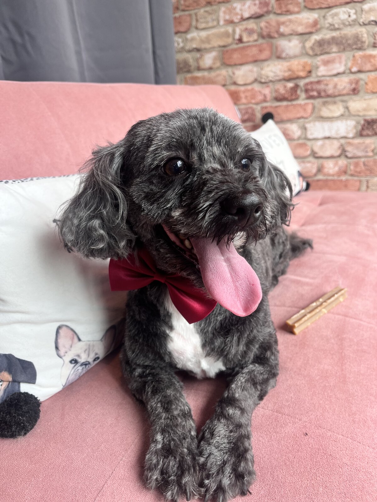 Happy groomed dog