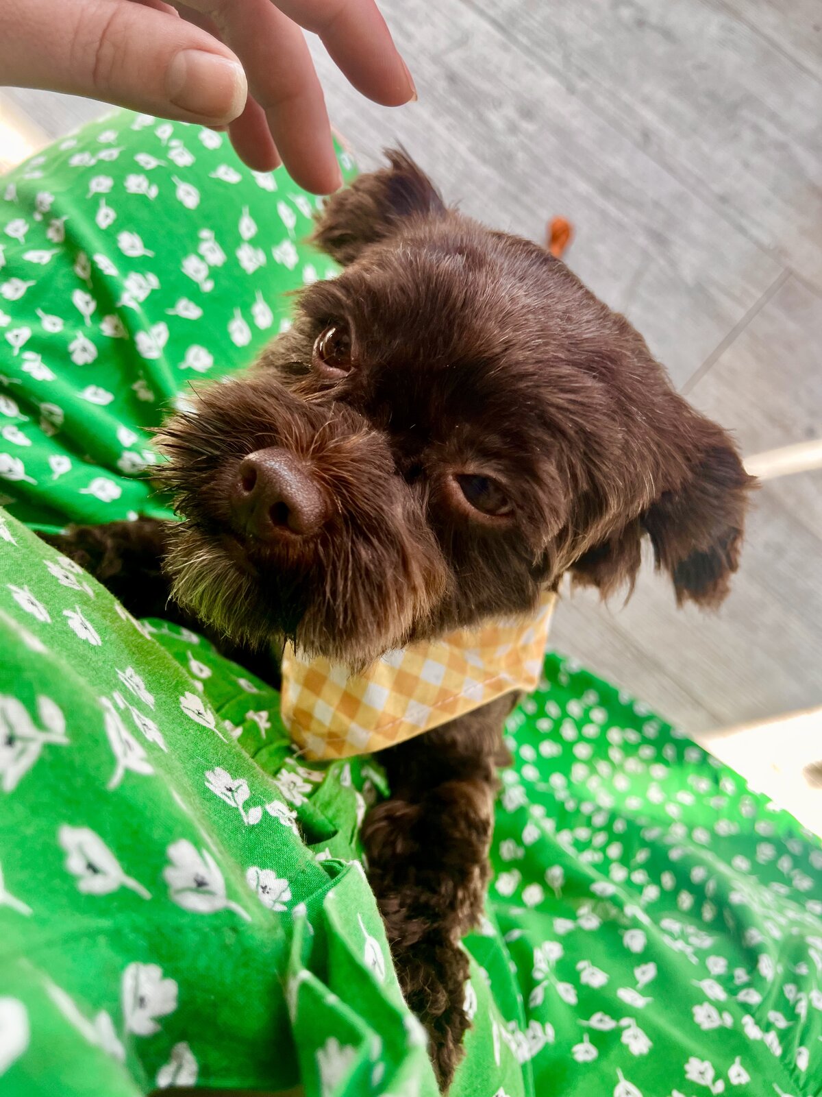 Happy groomed dog