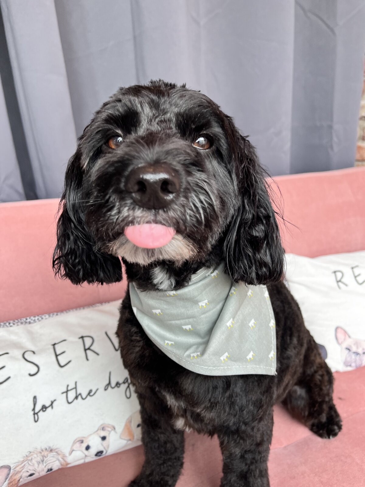 Happy groomed dog